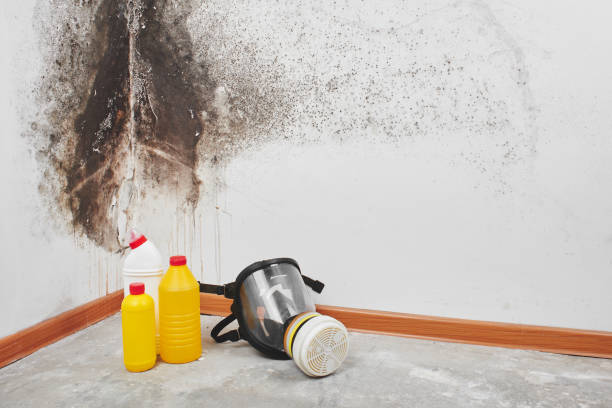 Best Emergency Mold Remediation in Rome, GA