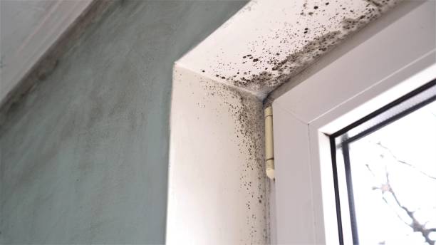 Best Black Mold Remediation in Rome, GA