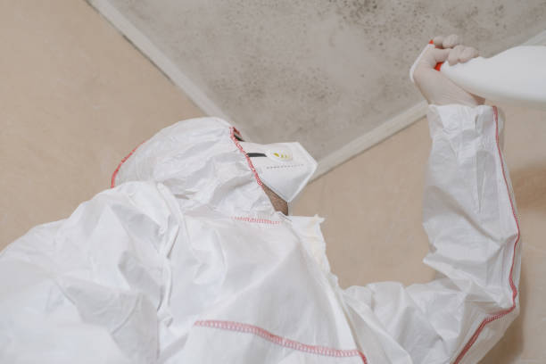 Best Residential Mold Remediation in Rome, GA