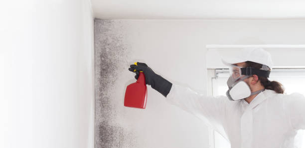 Best Basement Mold Remediation in Rome, GA